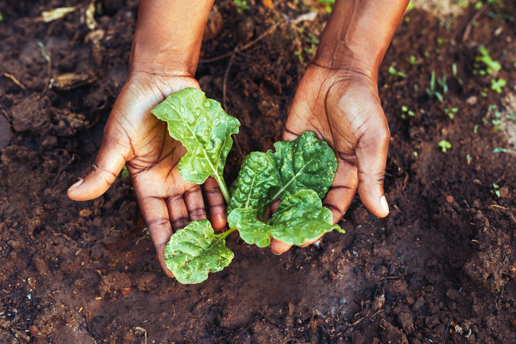Cultivation